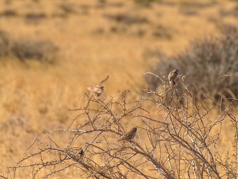 Weaver bird, Desert Camp
